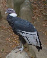 EL CONDOR PASAAAA