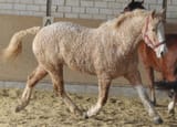 bashkir_curly_1