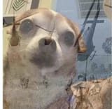 ptsd-chihuahua