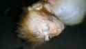 Penile-surgery-and-recovery-YouTube copy copy copy copy_thumb.jpg