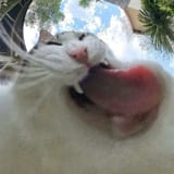 cat128