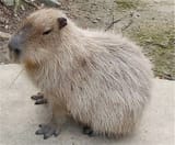 capybaras-giant-rodents-of-south-america