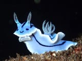 Deep Sea Chillet