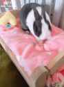 veryhappybun_thumb.jpg
