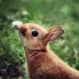 Leporidae - rabbit - R