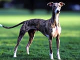brindle