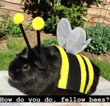 FellowBees