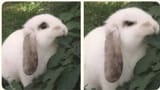 angery bun