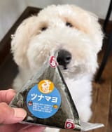 dog being offered onigiri