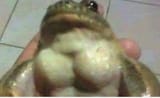 frog