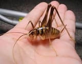 cave cricket