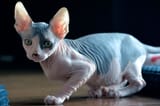 Sphynx-Cat-1-2553941130