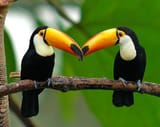 toucan2