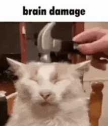 cat-brain-damage_thumb.jpg