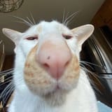 1733370876910782