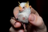 Honduran White Bat Tent Bat Ectophylla alba costa rica 2