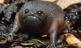 Pissed off Frog