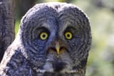 owl