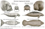 pf-cb517db7--manatee-vs-dugong_1200x