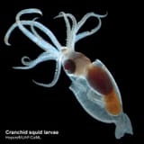 squid-larva.1600x0