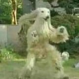 vicar amelia