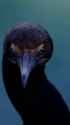 brandt&#039;s cormorant_thumb.jpg
