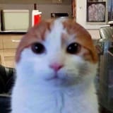 nigga...cat