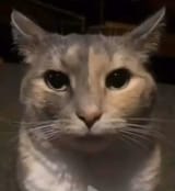 angry-catstare