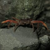Sesarmoides kraussi