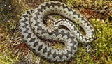 snake