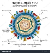 stock-vector-diagram-of-herpes-simplex-virus-particle-structure-173578478[1]