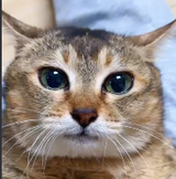 catNmbr209921