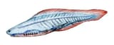 Haikouichthys_NT