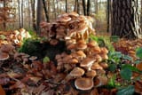 Oregon Fungus