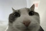 1747649461852968