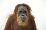 orangutans_01