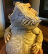 fat lizard 2