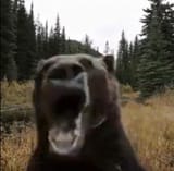 BearPog