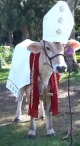 holy cow