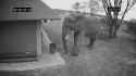 elephantjanitor_thumb.jpg
