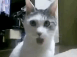 cute-white-cat-ohhh-shocked-reaction-wiext0ex0gm3bjo2-3152735683
