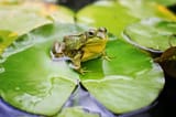 1frog_750x