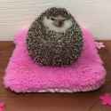 fat_hedgehog_thumb.jpg
