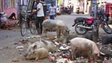 cleanest living beings in India