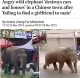 incelephant