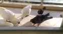 cockie removes pigeon_thumb.jpg