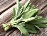 Salvia officinalis