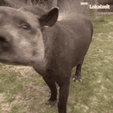 sniff1742686395693876