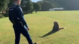 seal cop