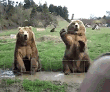 Hello, Bears